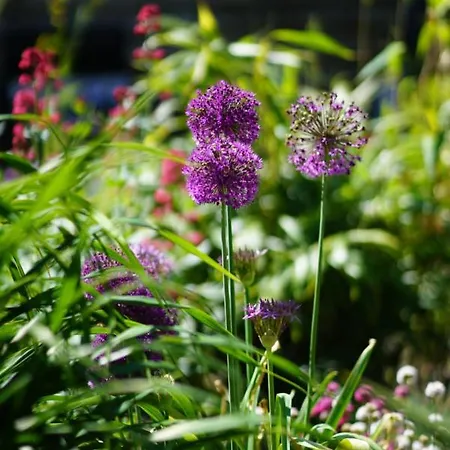 Texel Boogaloo De Koog (Texel)