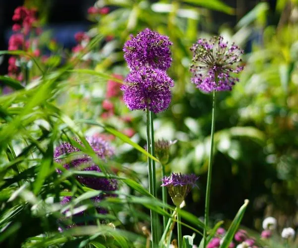 Texel Boogaloo De Koog (Texel)